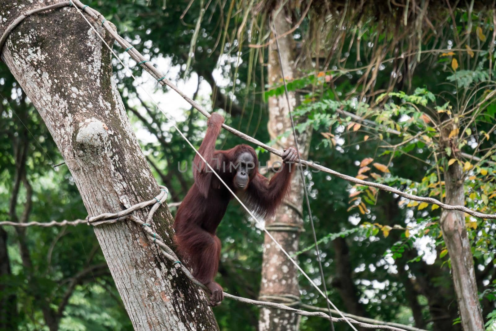 Bornean orangutan while swinging on vines in zoo