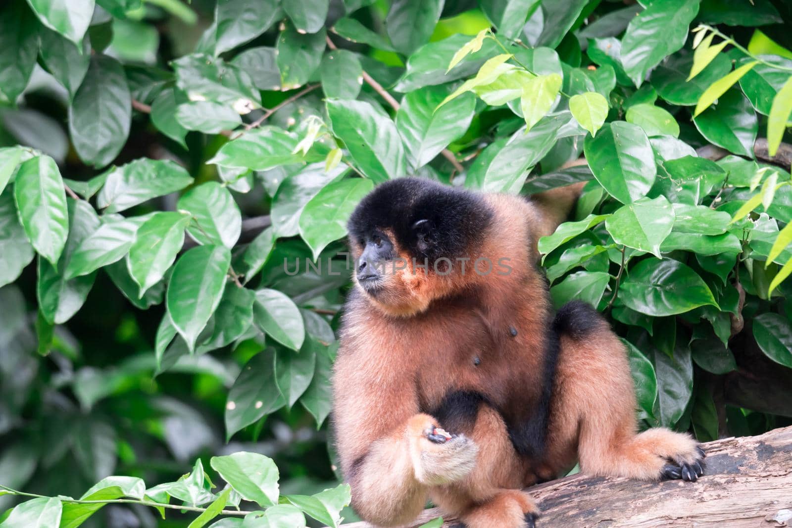 Spider Monkeys Ateles geoffroyi monkey while on a tree resting