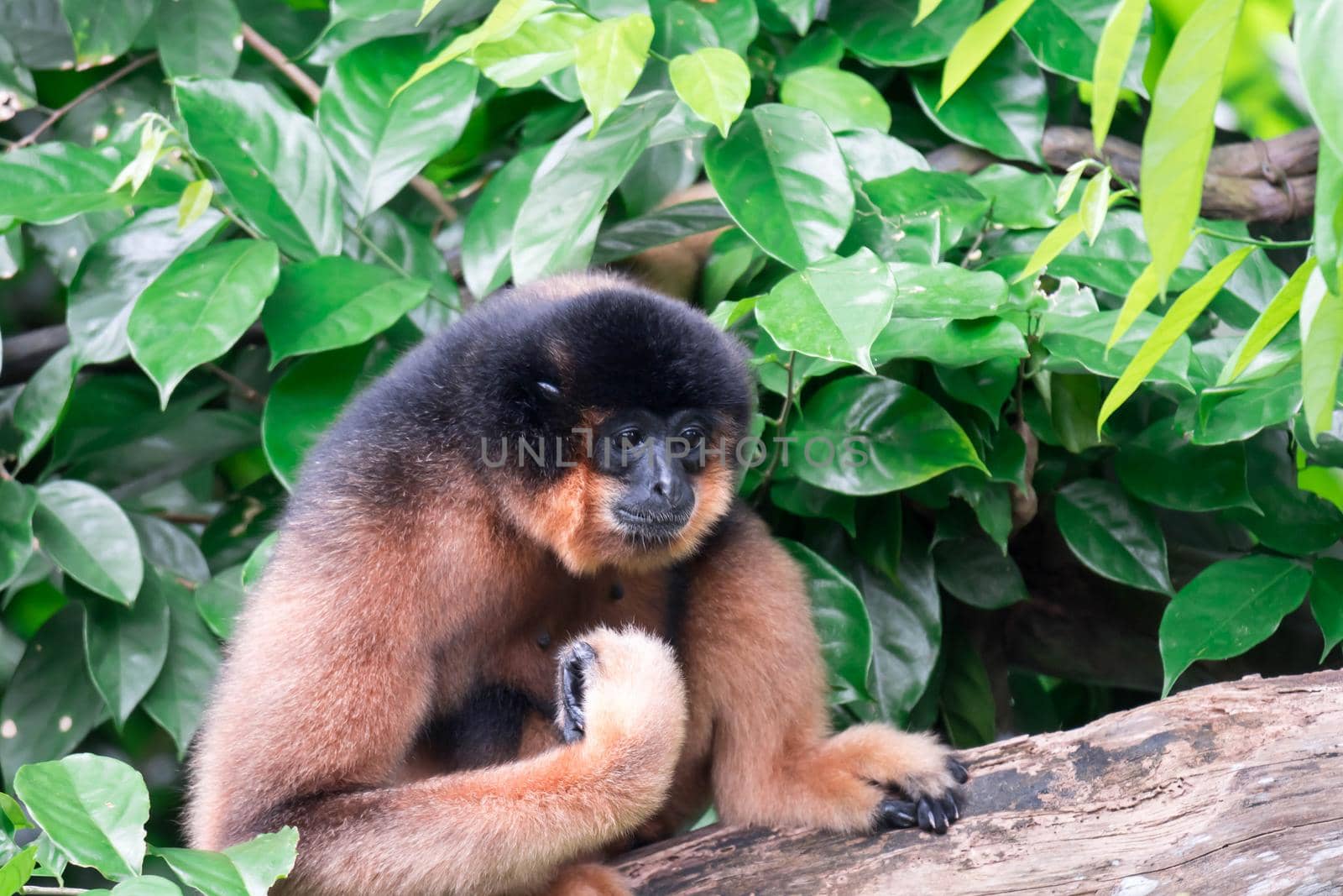 Spider Monkeys Ateles geoffroyi monkey while on a tree resting