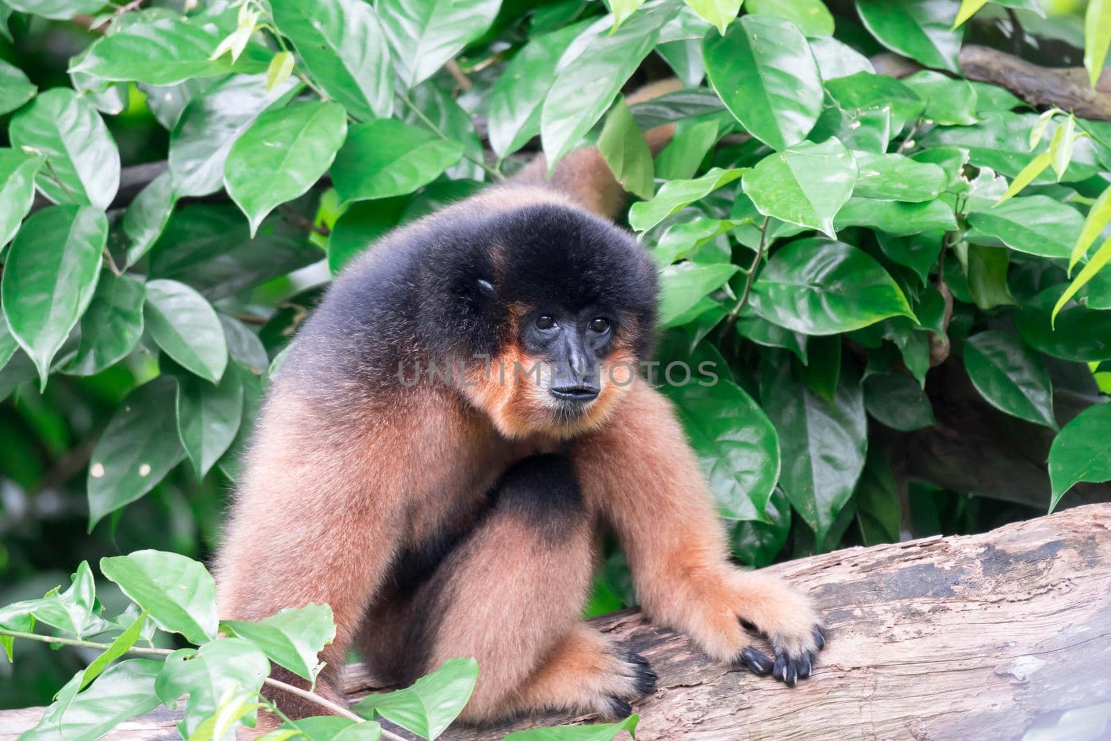 Spider Monkeys Ateles geoffroyi monkey while on a tree resting