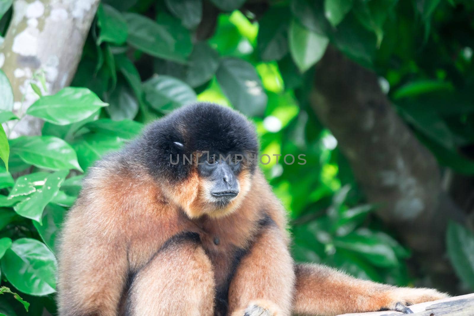 Spider Monkeys Ateles geoffroyi monkey while on a tree resting