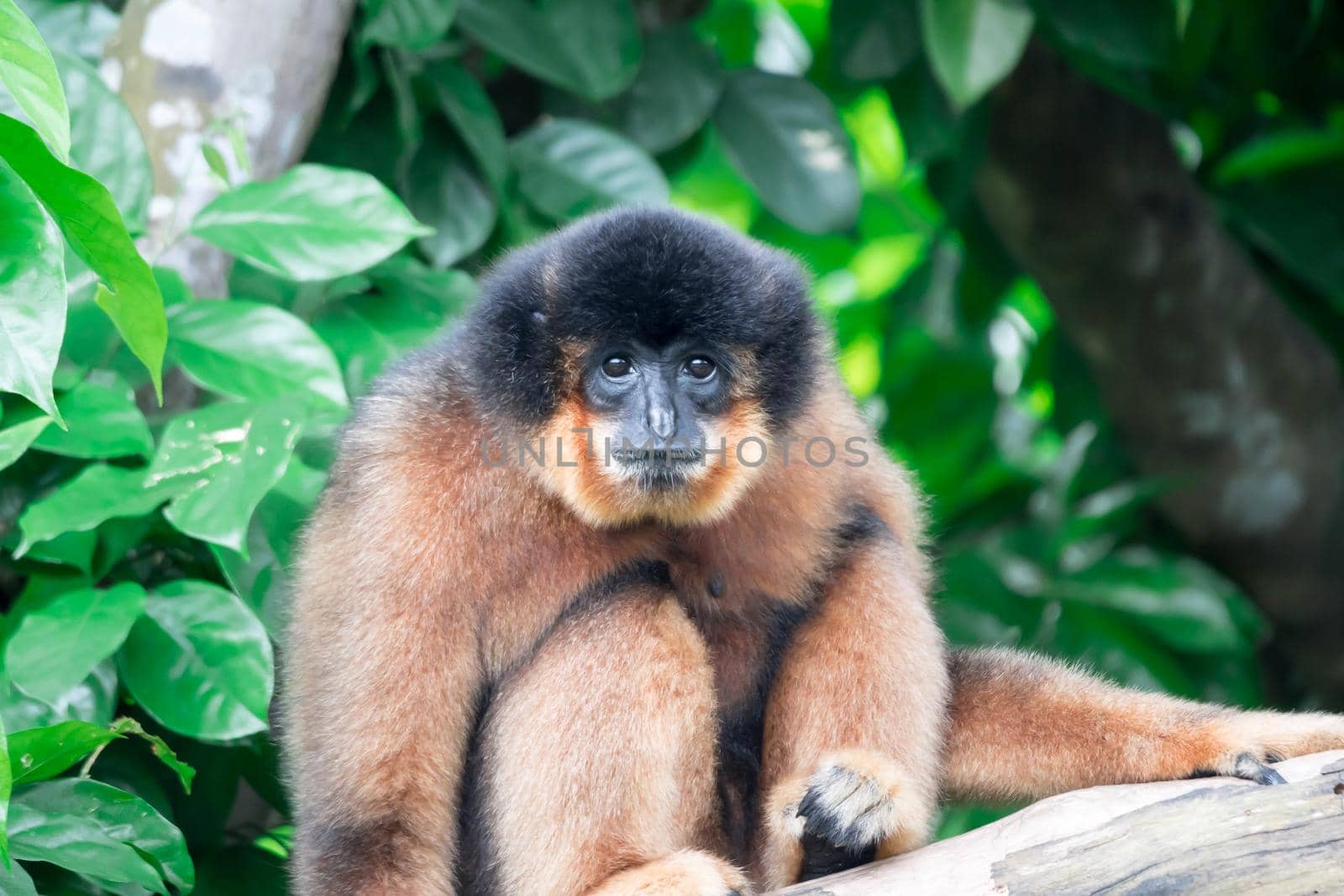 Spider Monkeys Ateles geoffroyi monkey while on a tree resting