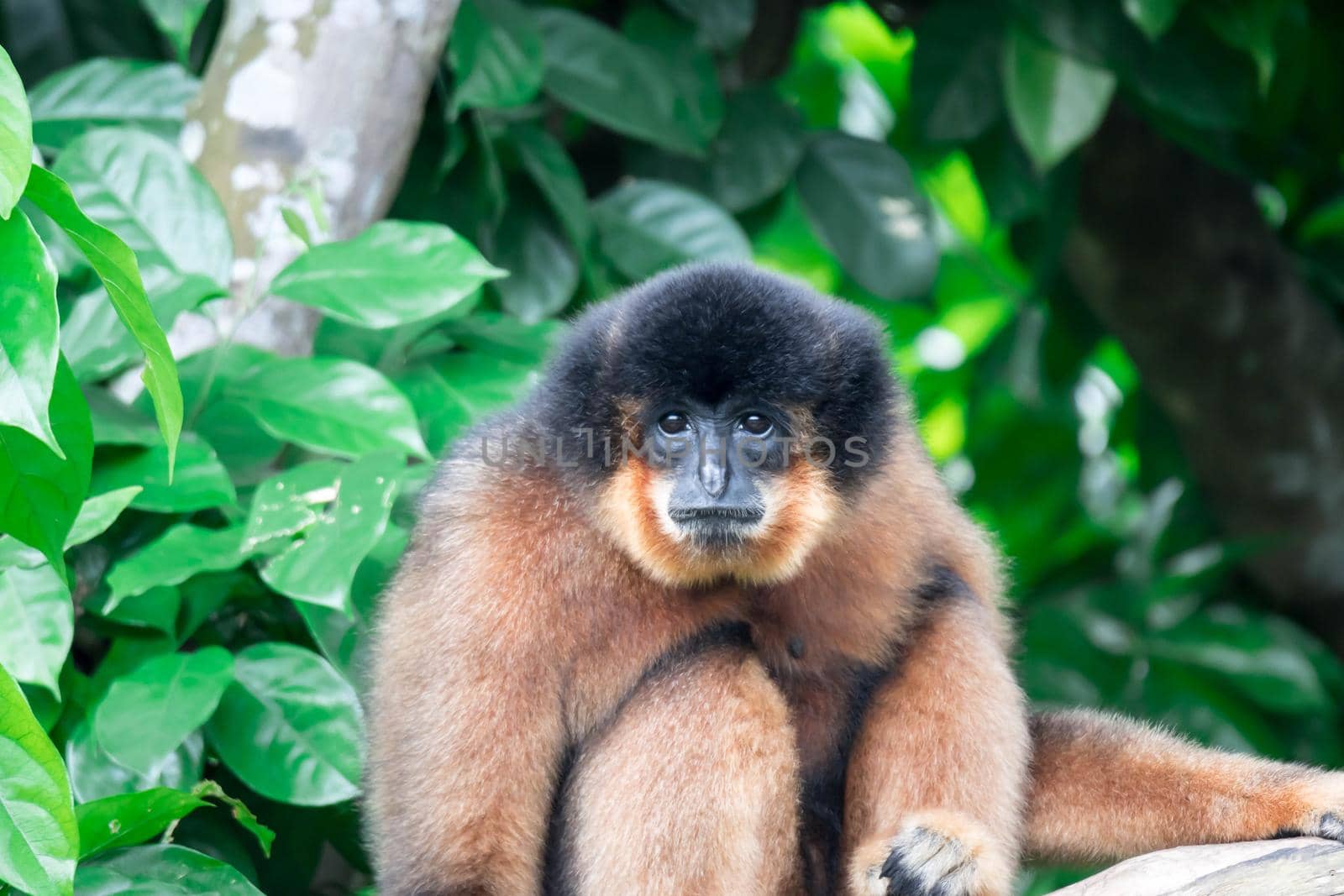 Spider Monkeys Ateles geoffroyi monkey while on a tree resting