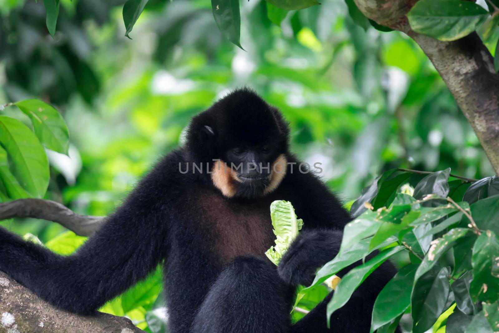 Black spider monkey Ateles chamek while eating vegetables on a tree