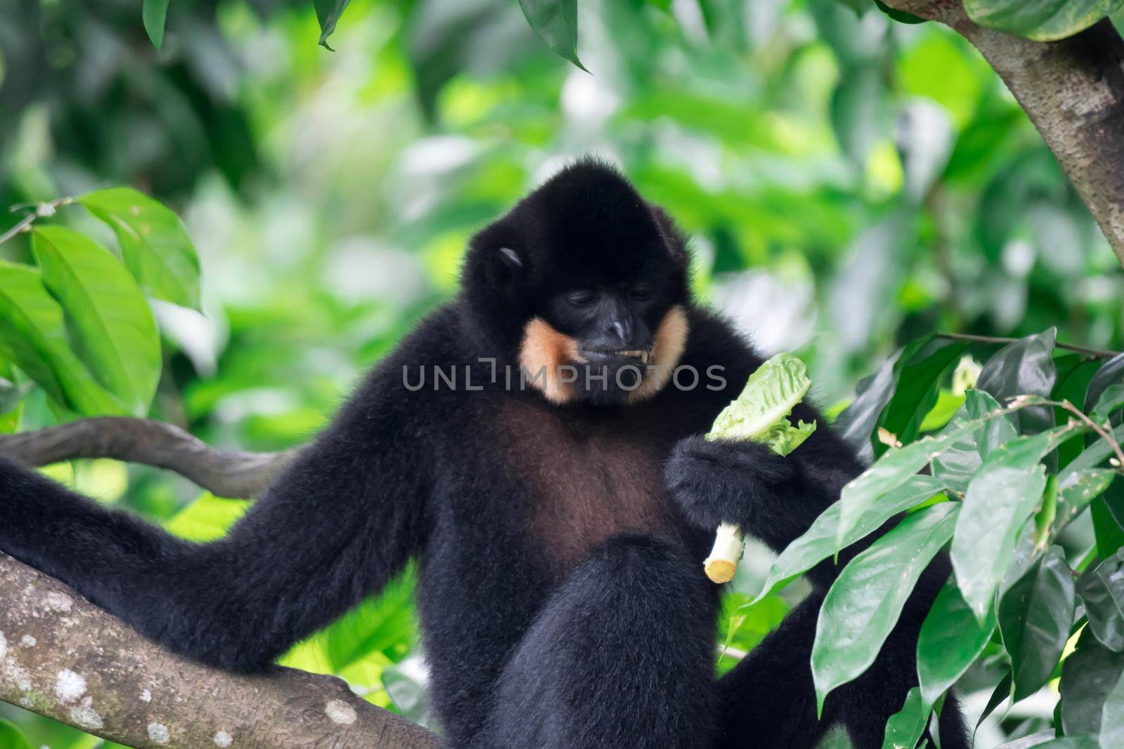 Black spider monkey Ateles chamek while eating vegetables on a tree