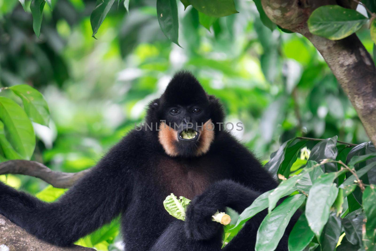 Black spider monkey Ateles chamek while eating vegetables on a tree