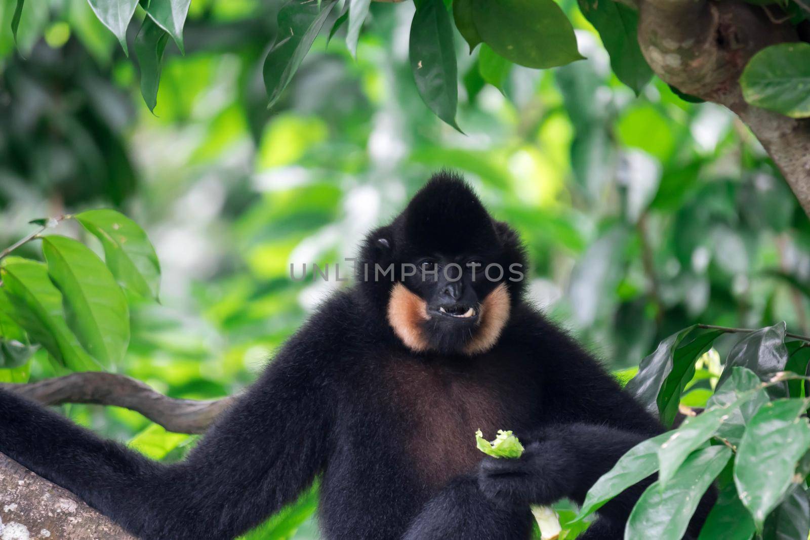 Black spider monkey Ateles chamek while eating vegetables on a tree