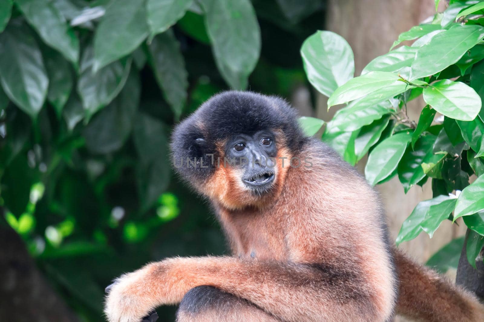 Spider Monkeys Ateles geoffroyi monkey while on a tree resting