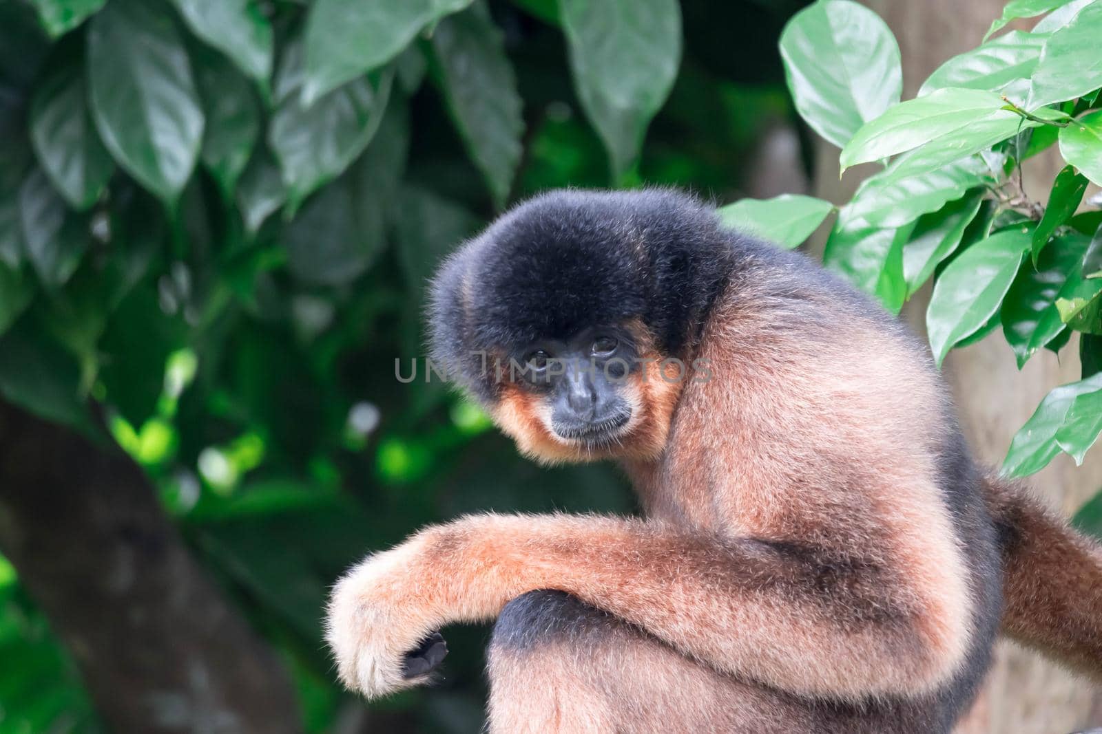 Spider Monkeys Ateles geoffroyi monkey while on a tree resting