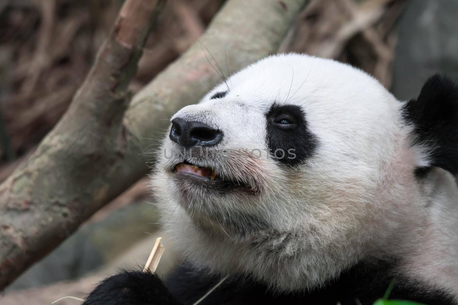 Panda bear close up shot while eating bamboo in a zoo