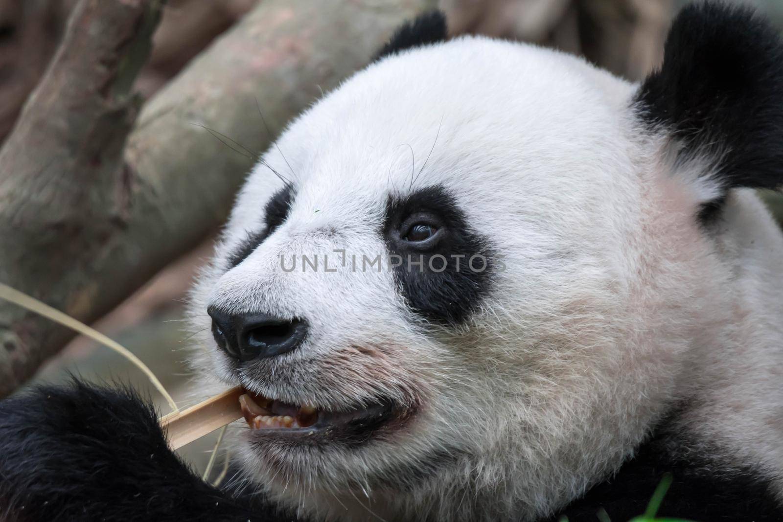 Panda bear close up shot while eating bamboo in a zoo