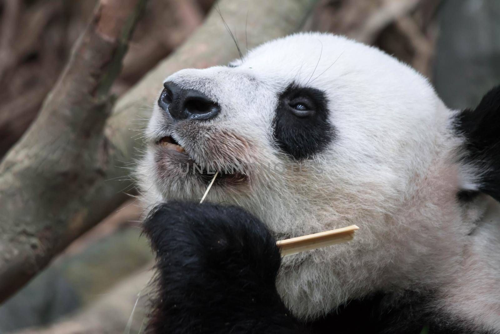 Panda bear close up shot while eating bamboo in a zoo