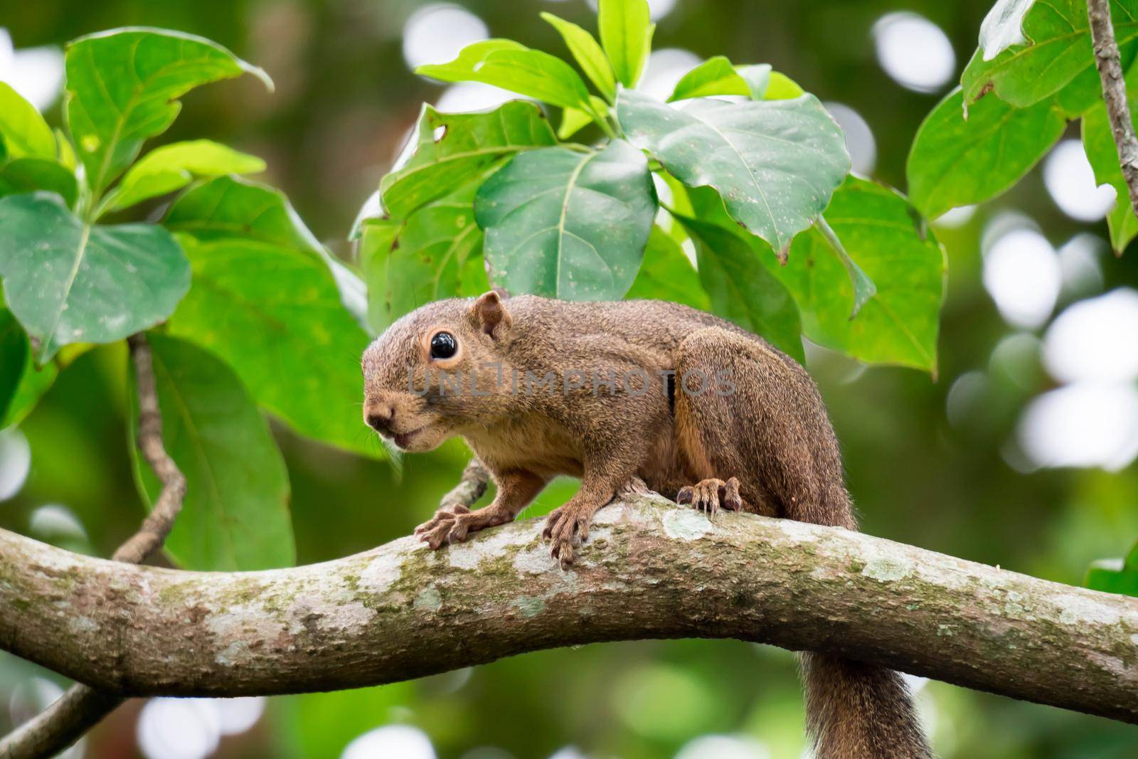Asian squirrel on tree while looking for foods