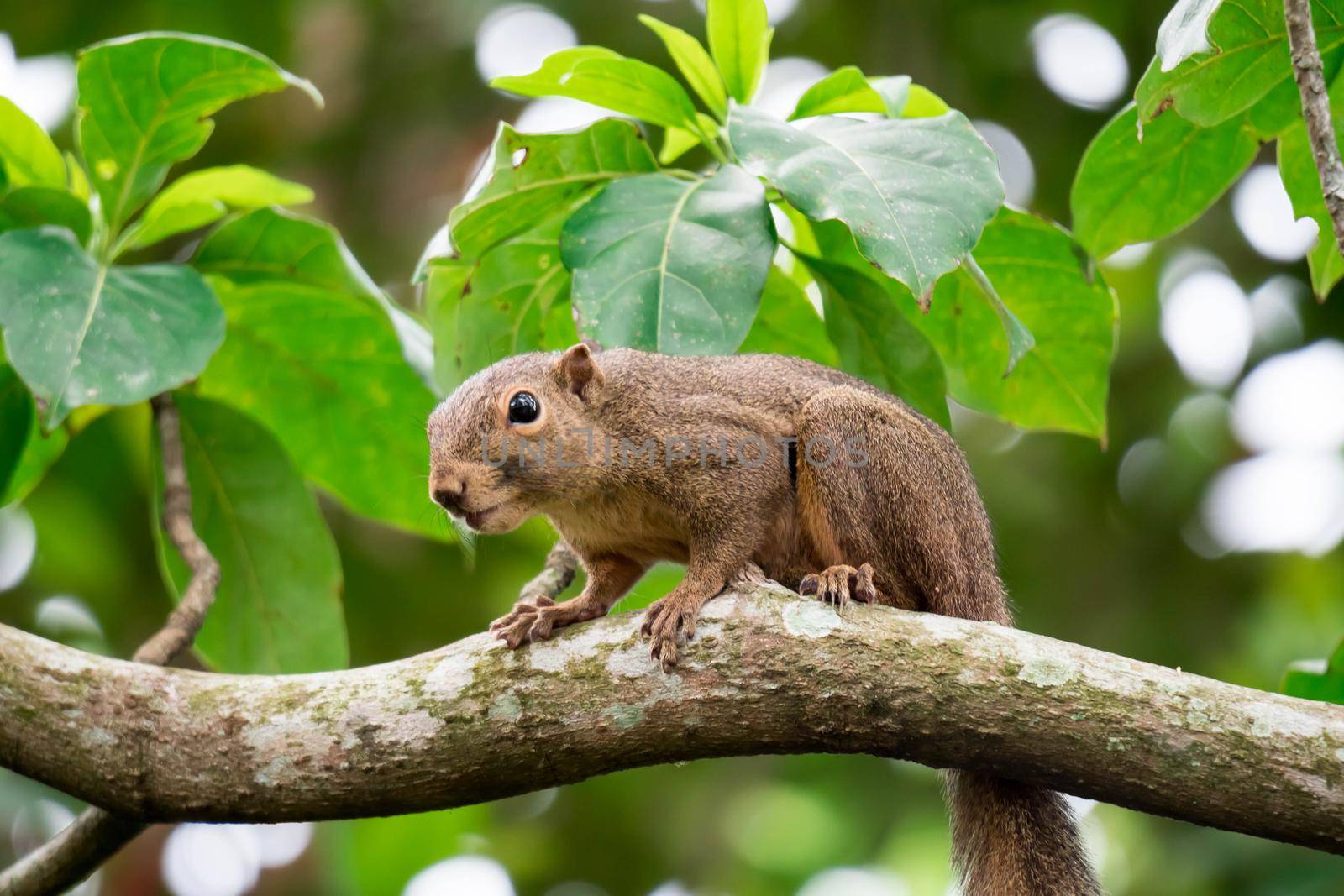 Asian squirrel on tree while looking for foods