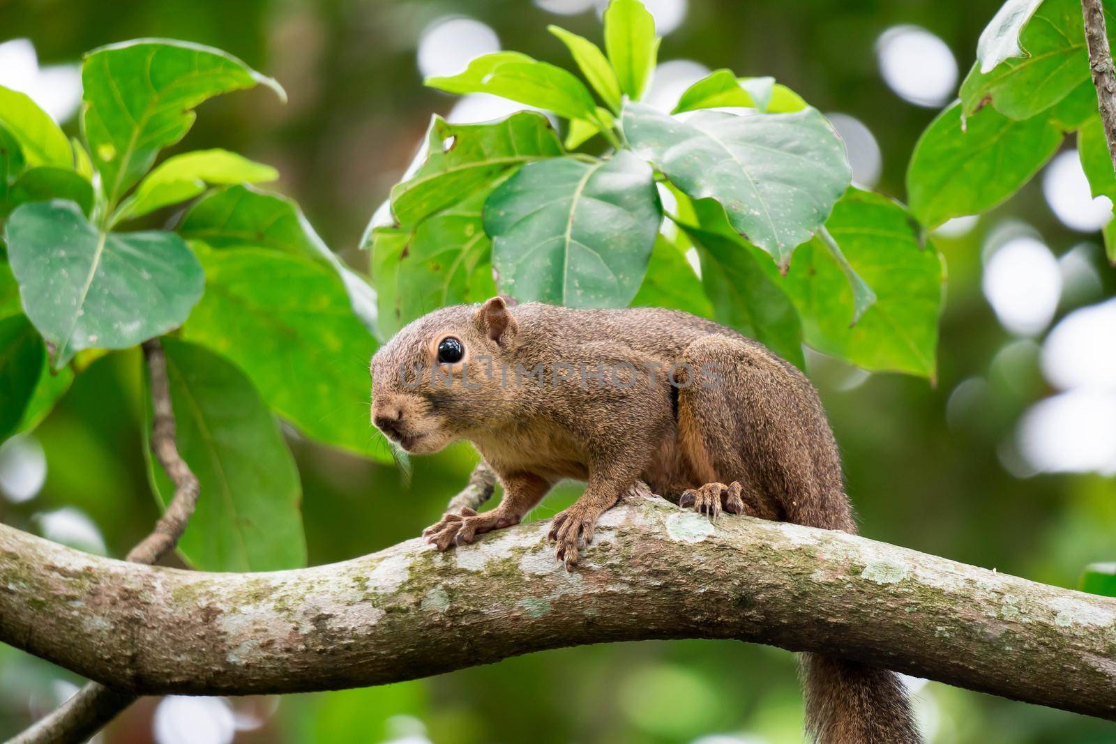 Asian squirrel on tree while looking for foods