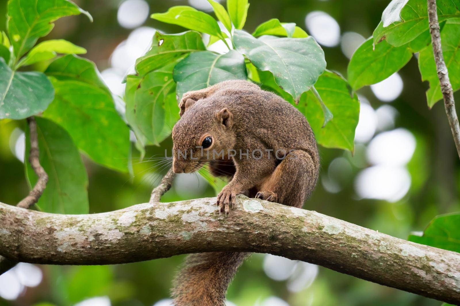 Asian squirrel on tree while looking for foods