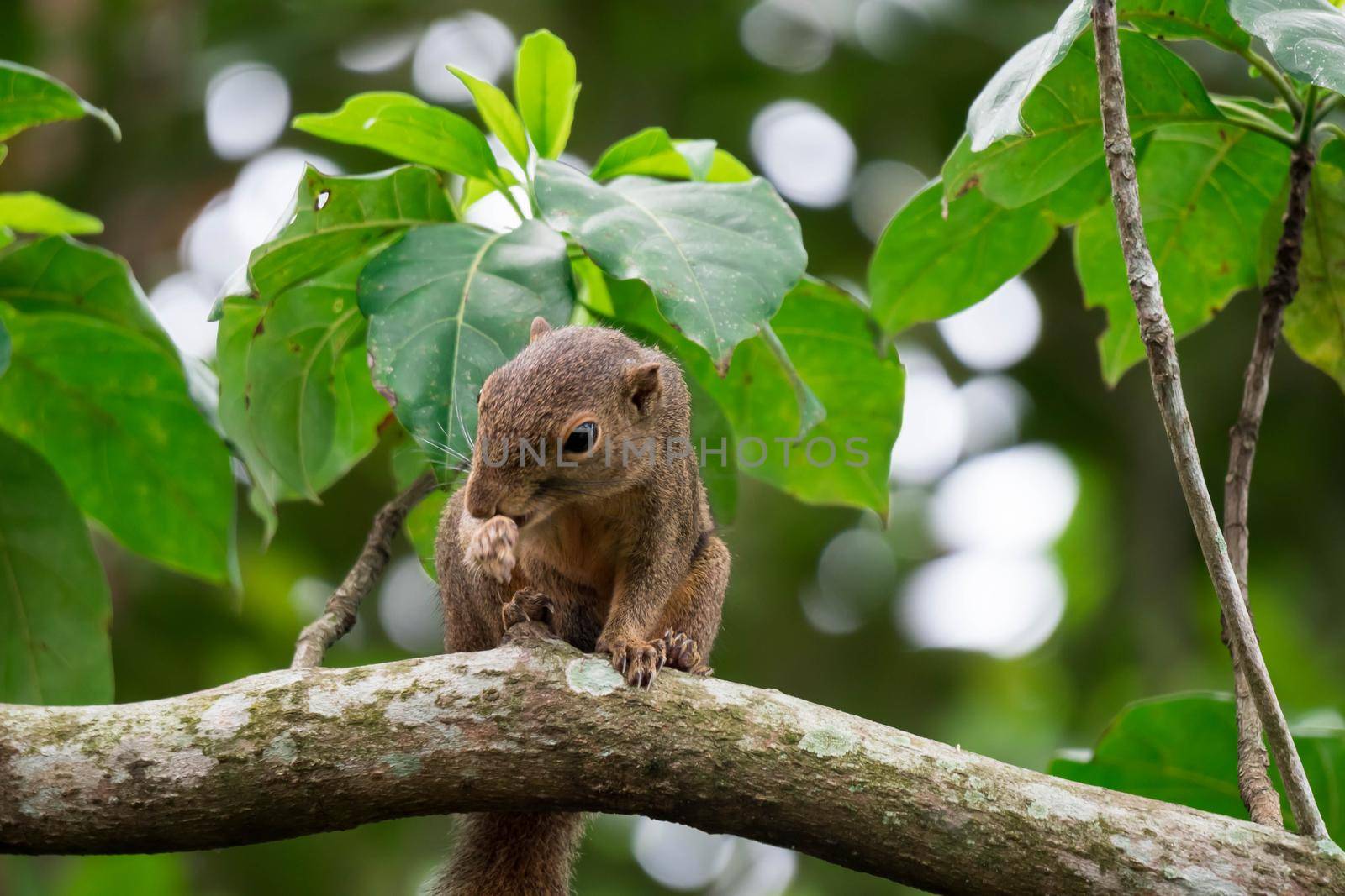 Asian squirrel on tree while looking for foods