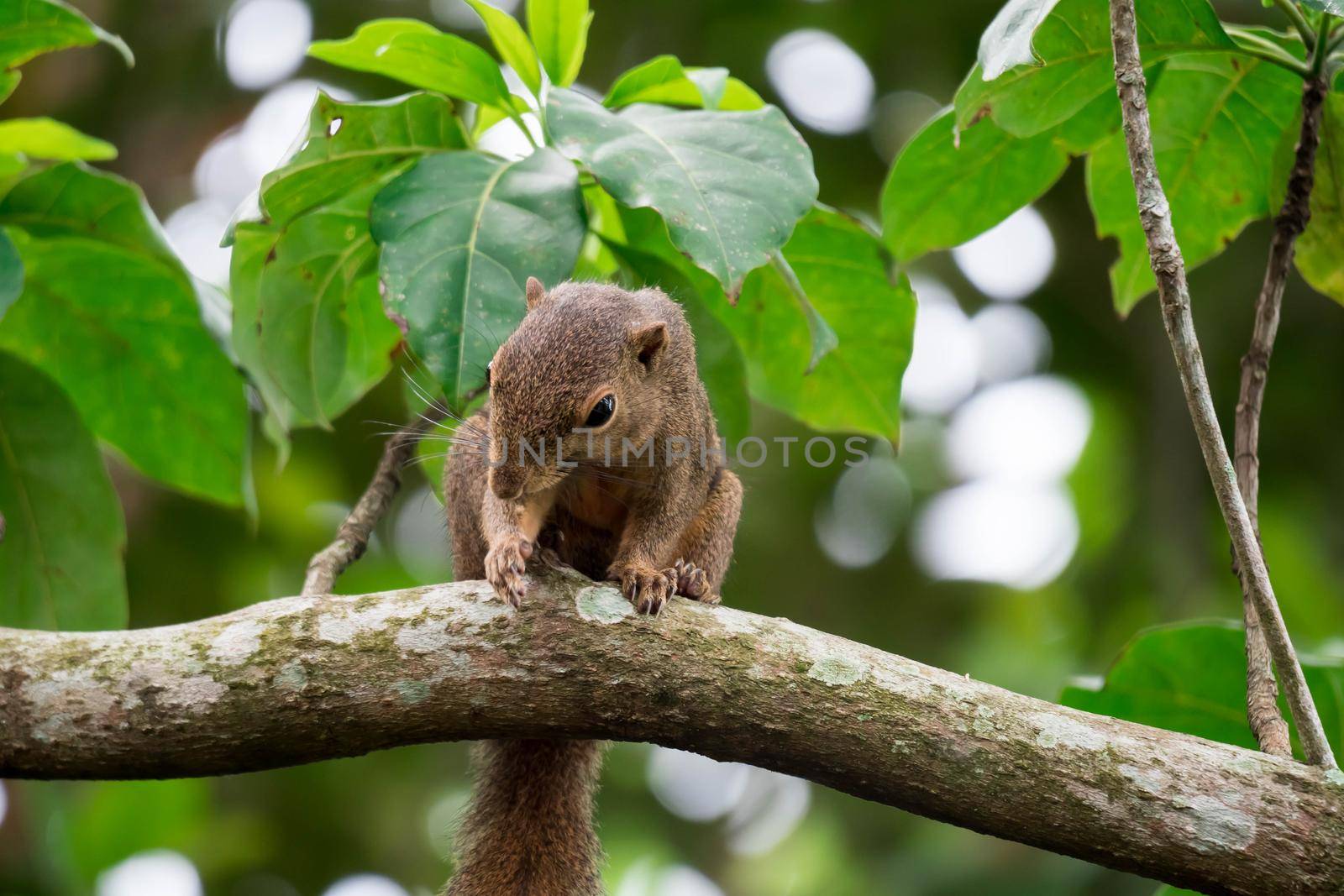 Asian squirrel on tree while looking for foods