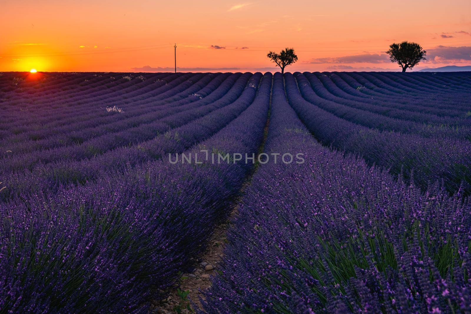 Valensole Plateau, Provence, Southern France. Lavender field at sunset. Provence
