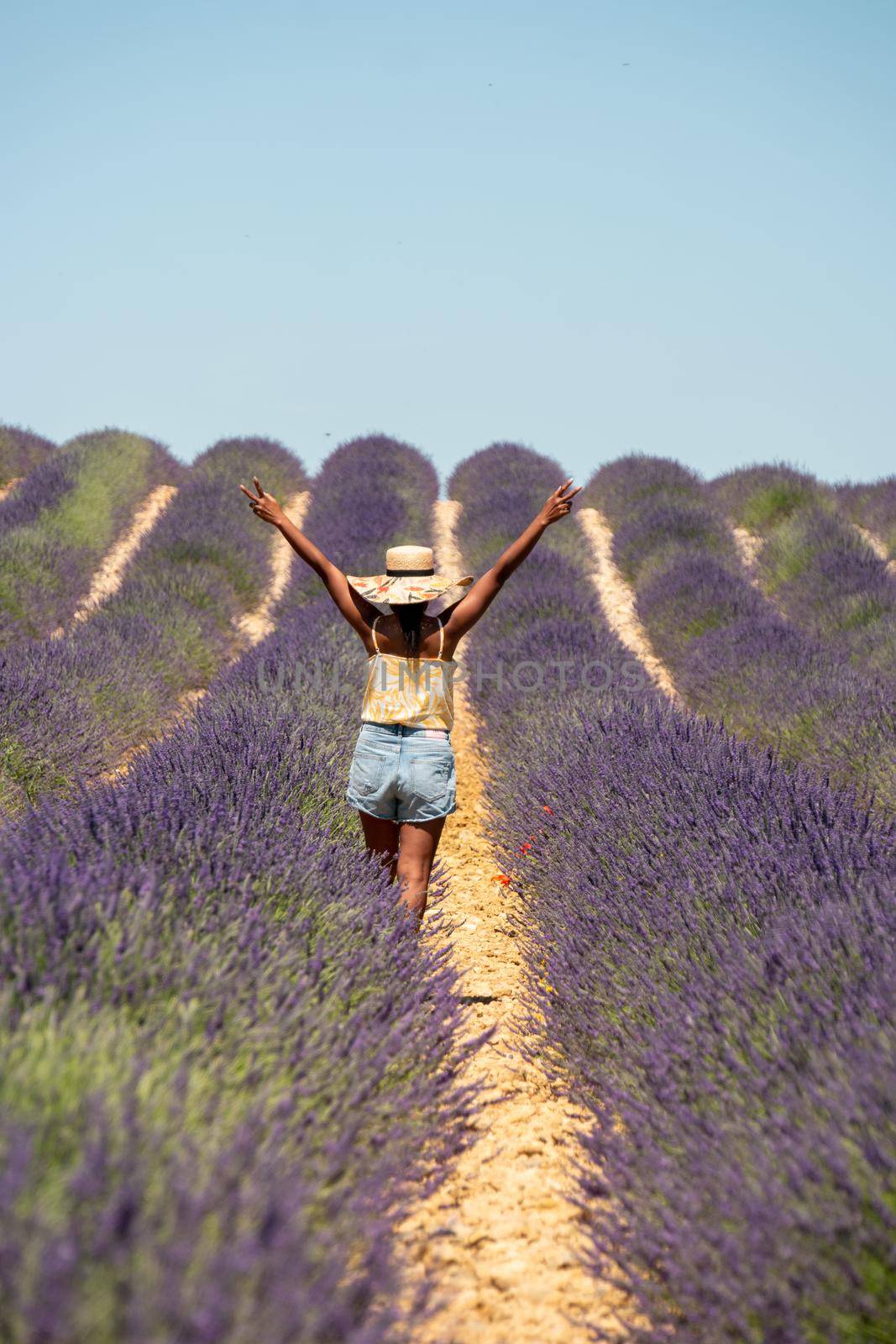 Pink purple lavender fields blooming in the Provence France. Europe