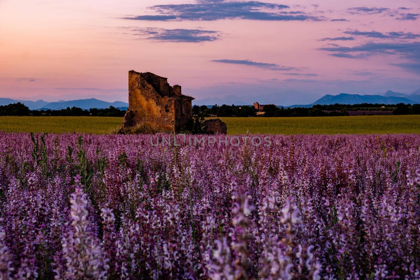 Valensole Plateau, Provence, Southern France. Lavender field at sunset. Provence