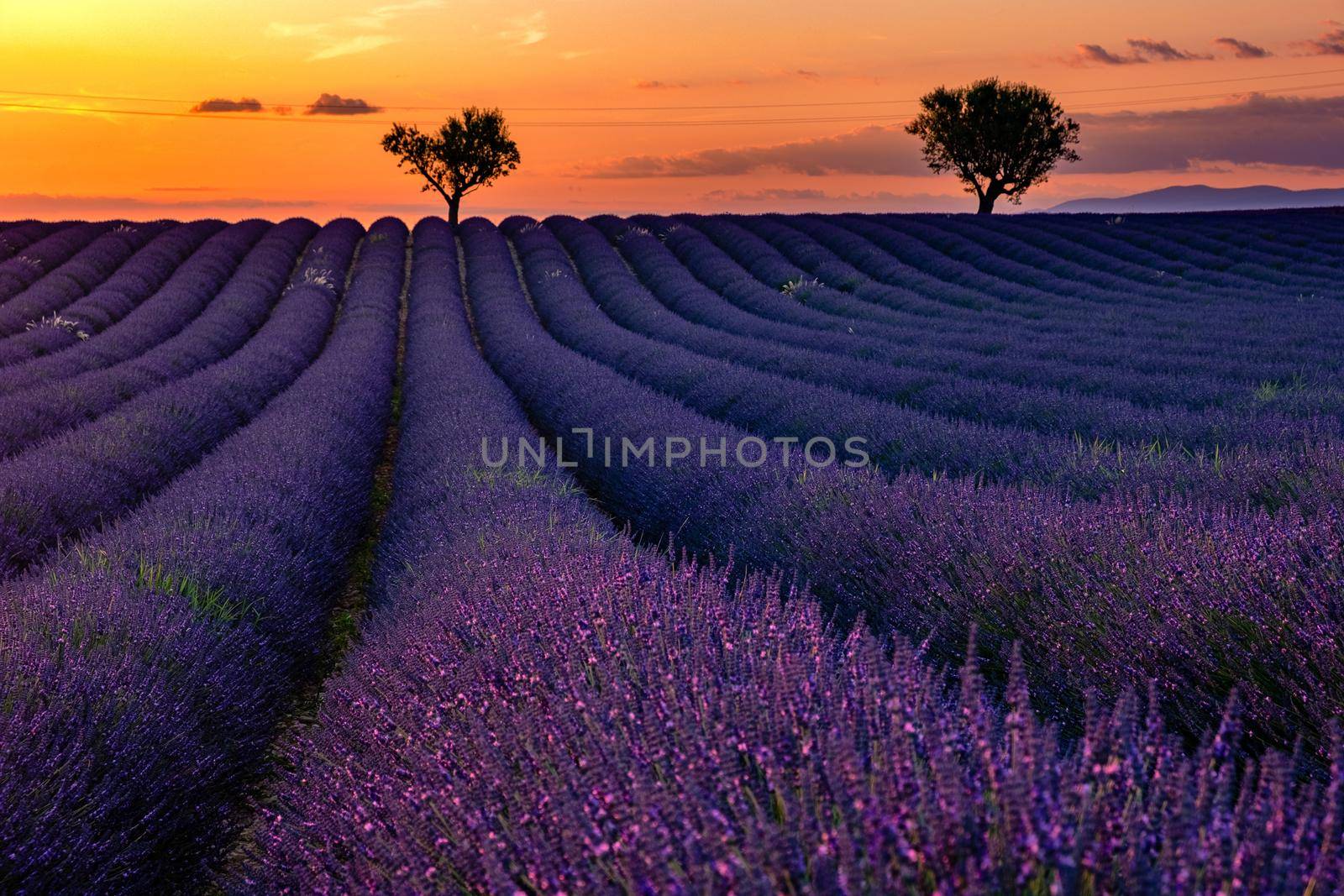 Valensole Plateau, Provence, Southern France. Lavender field at sunset. Provence