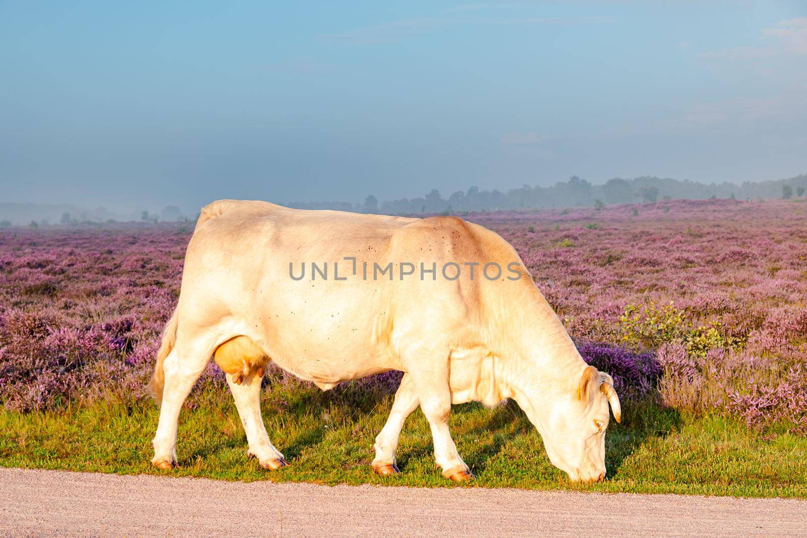 Blooming Heather fields, purple pink heather in bloom, blooming heater on the Veluwe Zuiderheide park , Netherlands. Holland