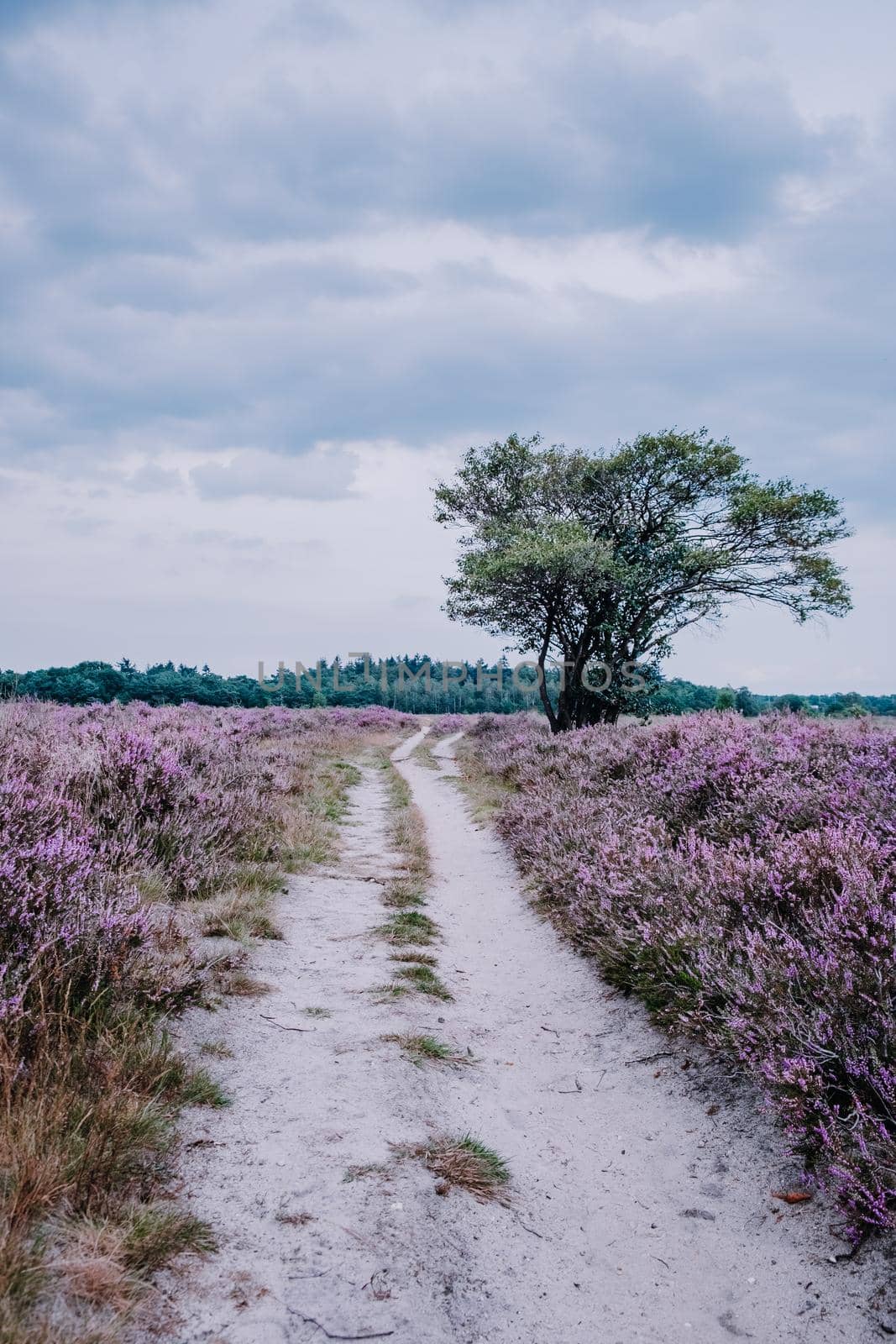 Blooming heather field in the Netherlands near Hilversum Veluwe Zuiderheide, blooming pink purple heather fields in the morniong with mist and fog during sunrise by fokkebok