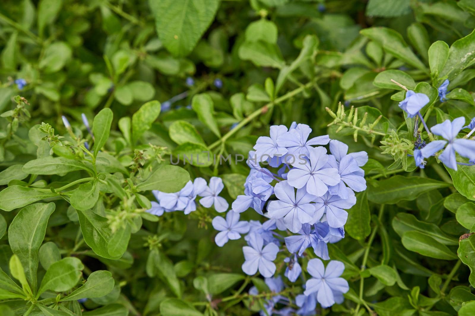 Plumbago auriculata, the cape leadwort, blue plumbago or Cape plumbago is a species of flowering plant in the family Plumbaginaceae at outdoor garden have green leave as background.