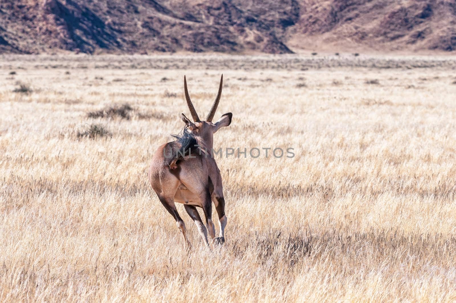 An oryx, also called gemsbok, Oryx gazella, running away from the camera in southern Namibia