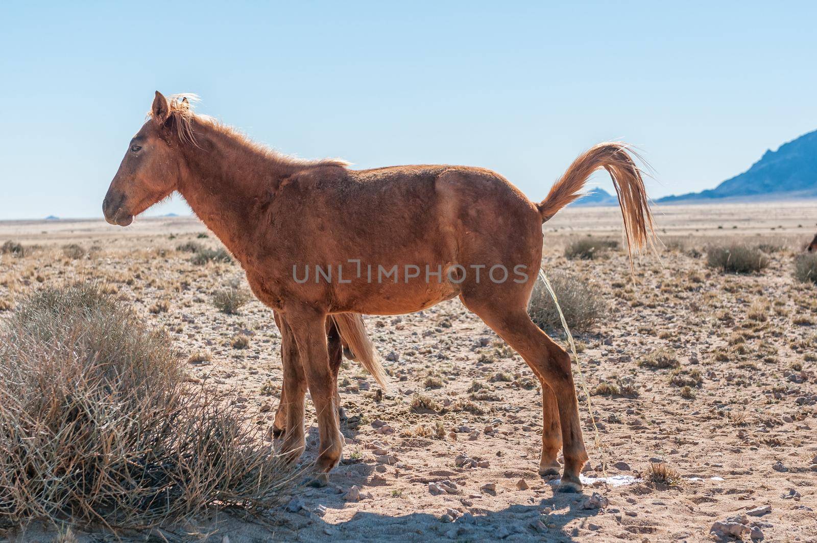 Wild horse of the Namib mare urinating. Photo taken at Garub