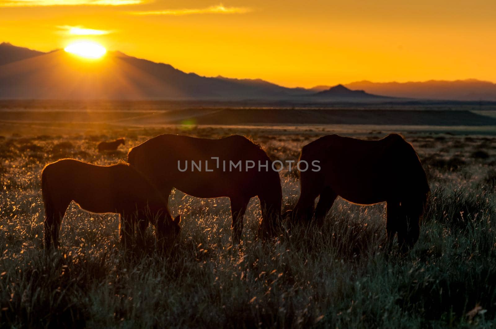 Silhouette of wild horses of the Namib grazing against the setting sun. Photo taken at Garub