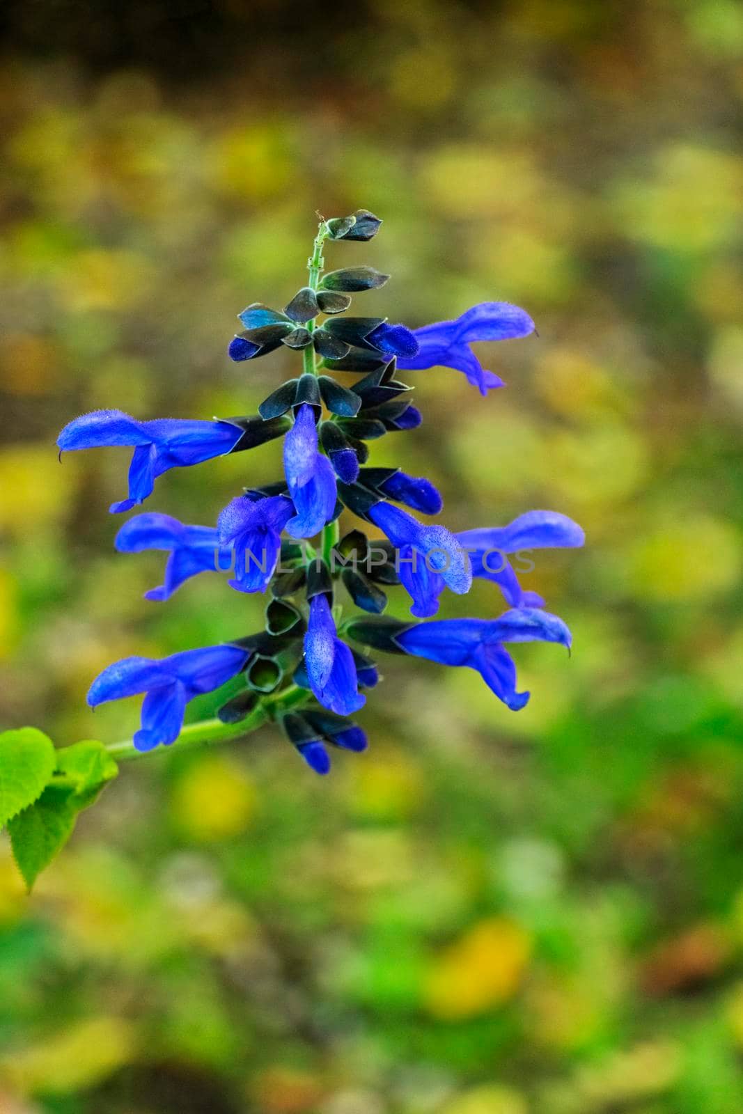 Silene dioica flower  also called red campion ,a blue  flower  in a green and out of focus background  ,bokeh effect