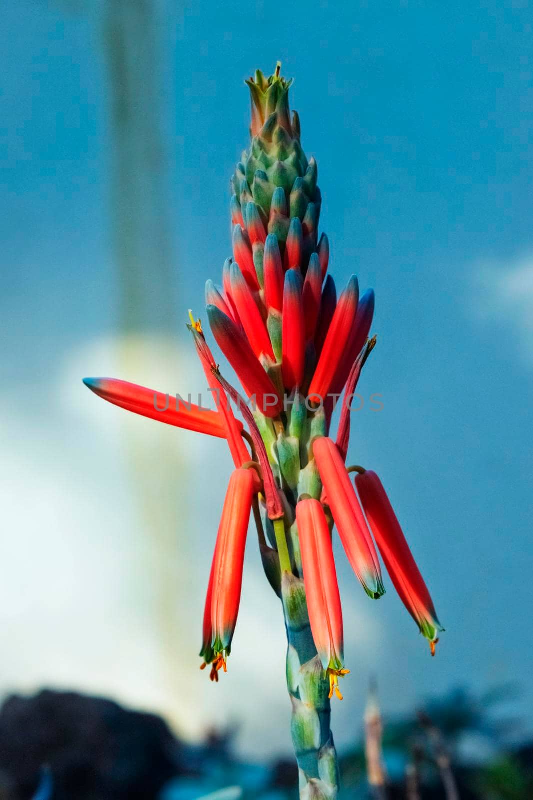 Bright aloe albiflora  flowers , red blue and yellow colors , vertical composition