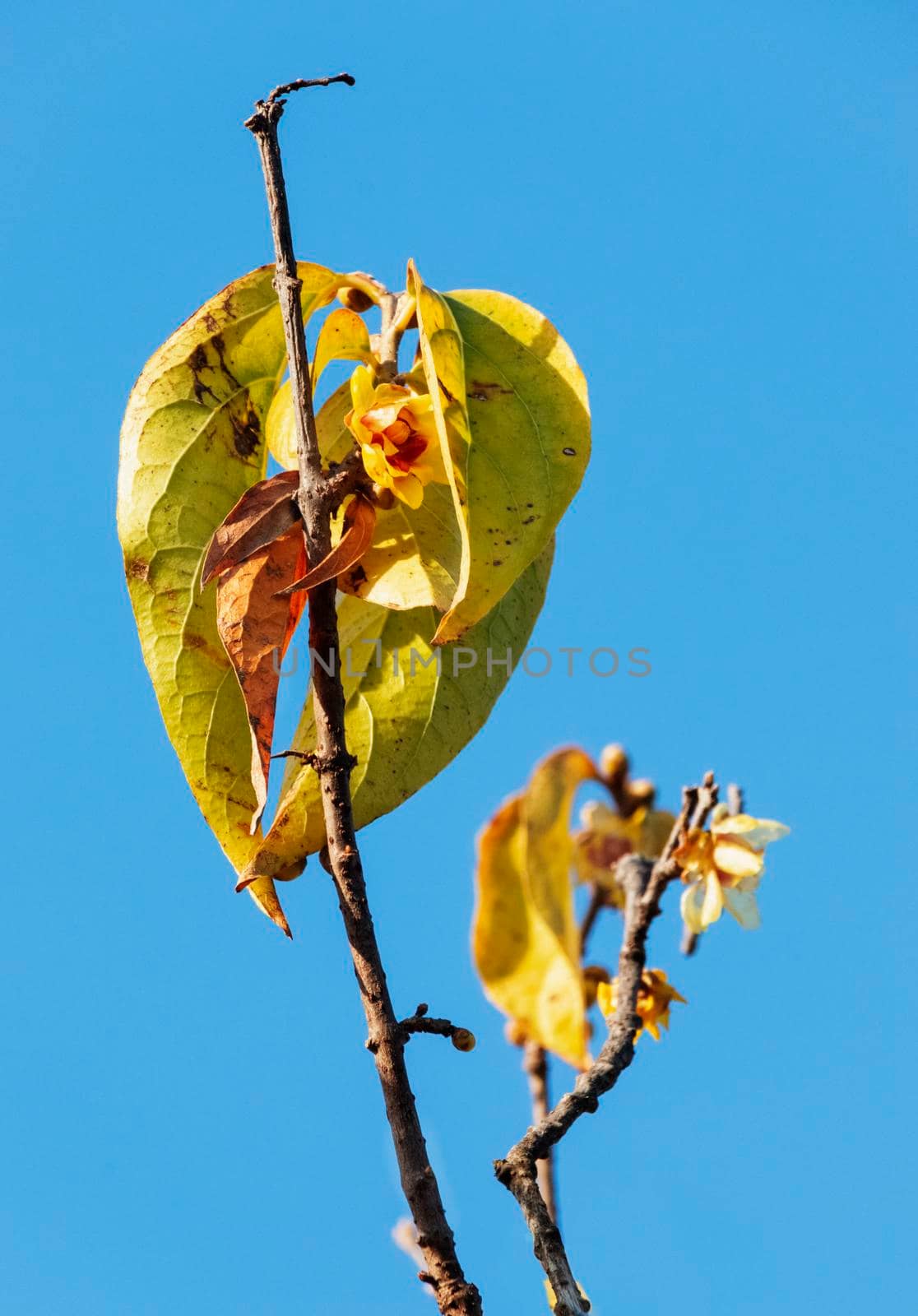 Fantastic  branch with yellow wintersweet flowers and yellow leaves in a sunny winter day,chimonanthus tree against the blue sky