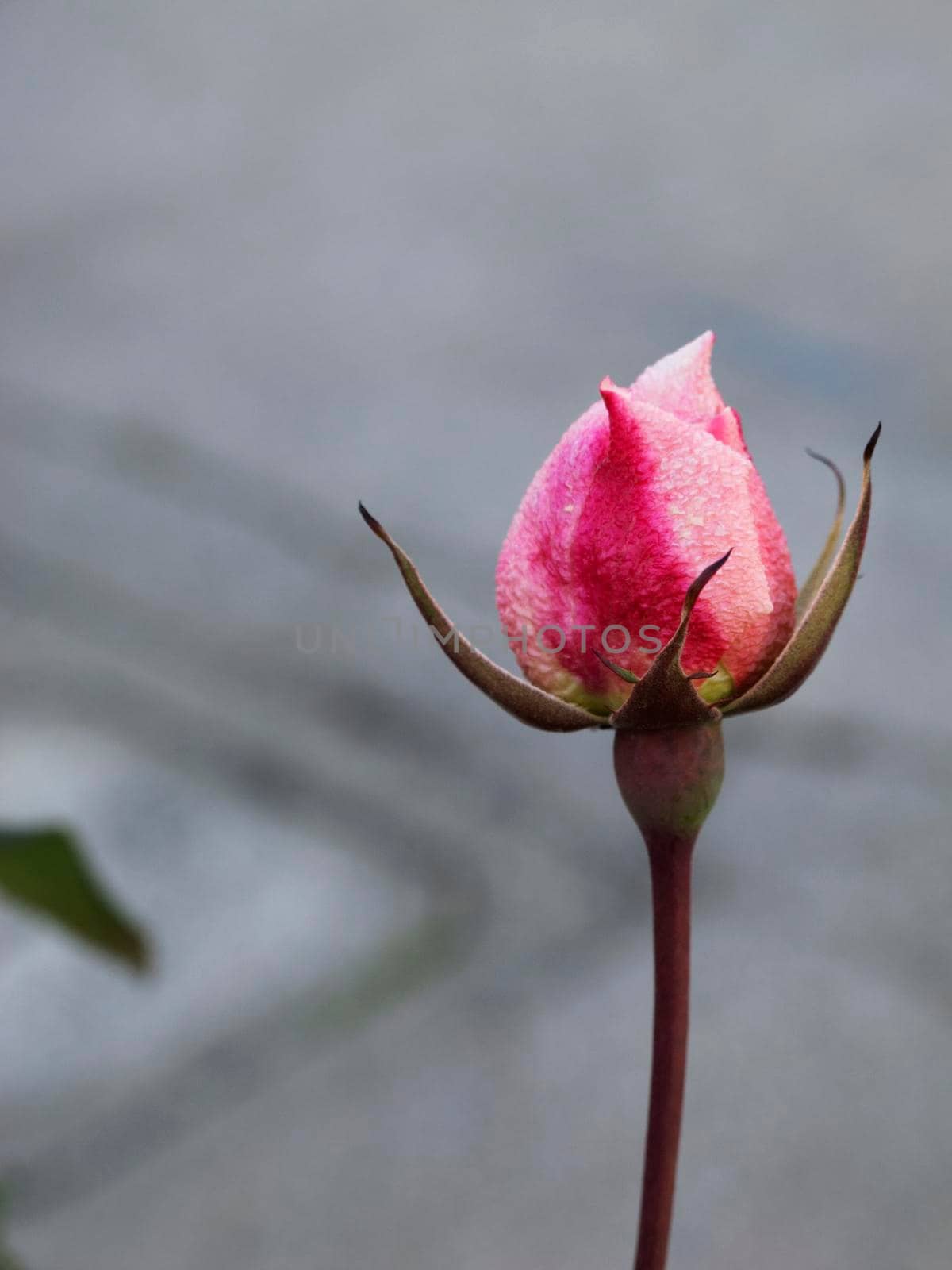 Rosebud close up ,color gradiations from red to pink ,long stem ,background gray and out of focus ,vertical composition
