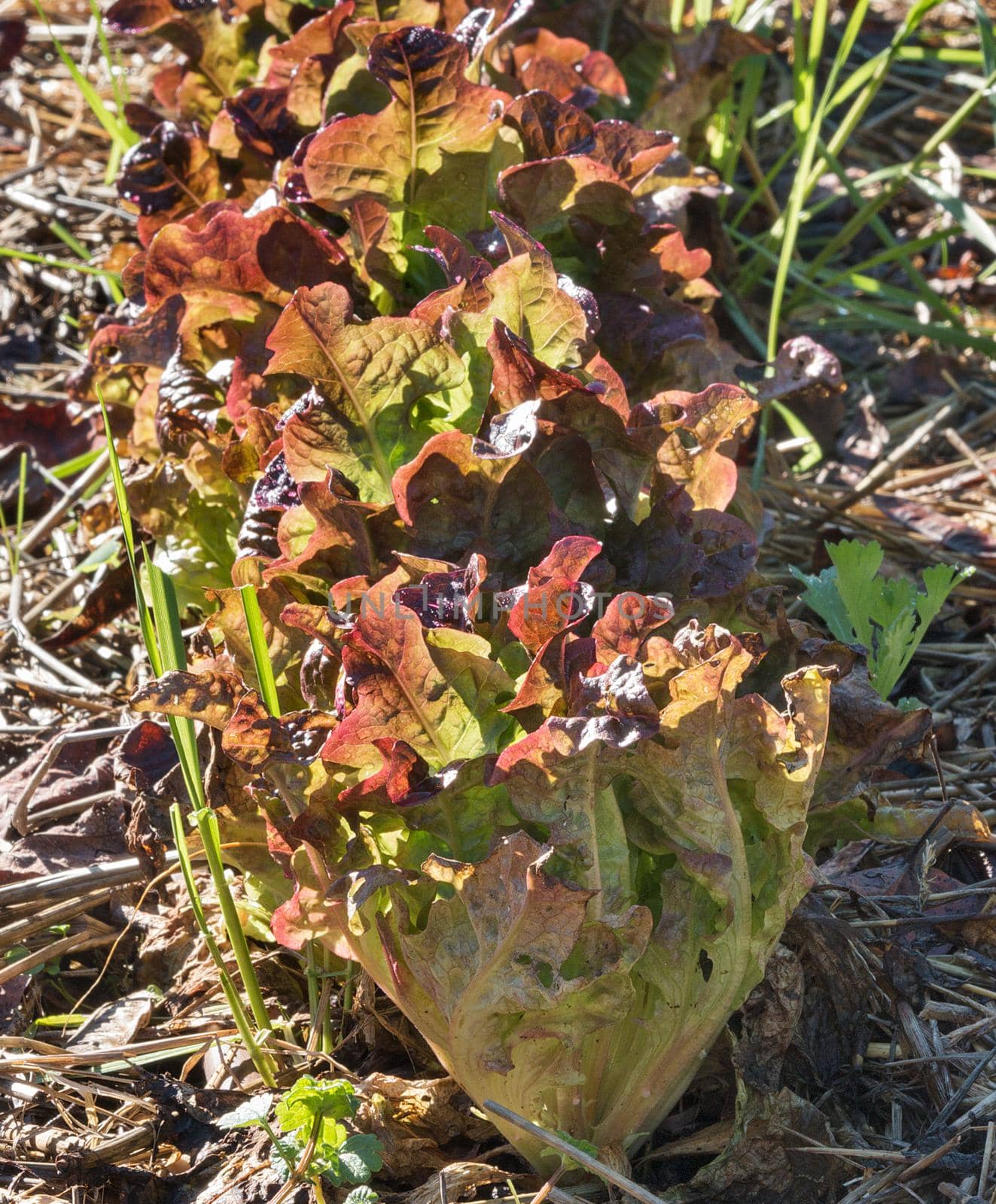 Oakleaf lettuce  in a row  in a kitchen garden ,the  groung is mulched with straw, the sunlight  shapes the leaves