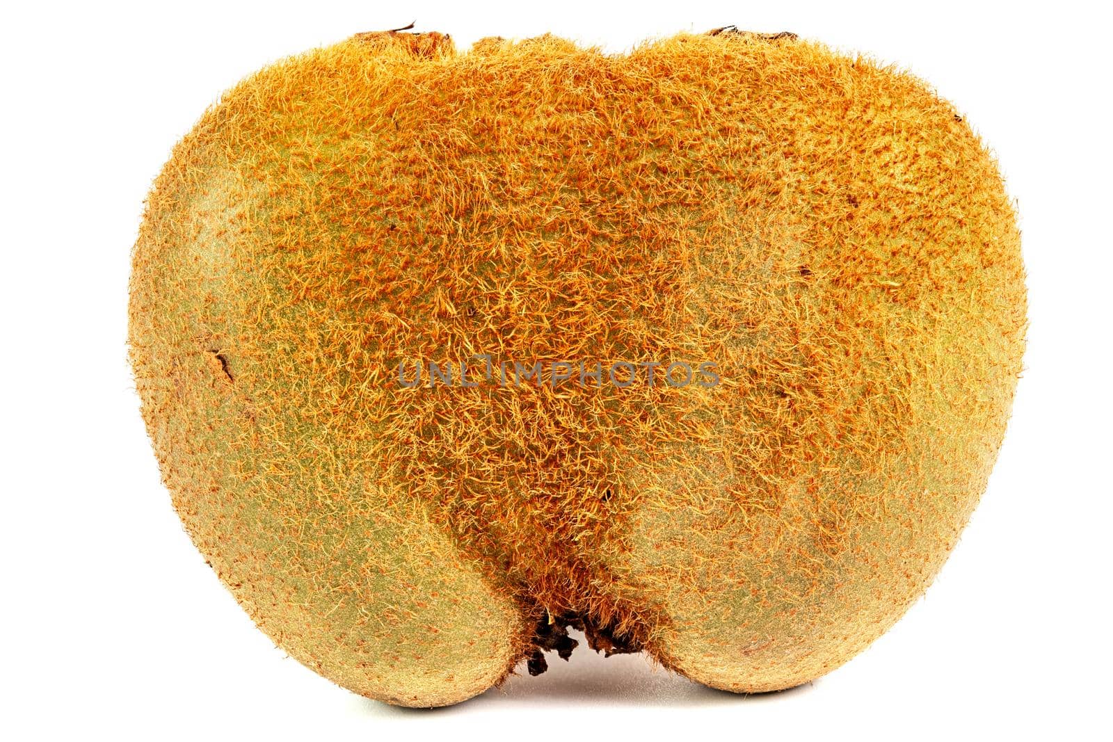 one ugly kiwi mutant fruit isolated on white background, unopened, standing vertically
