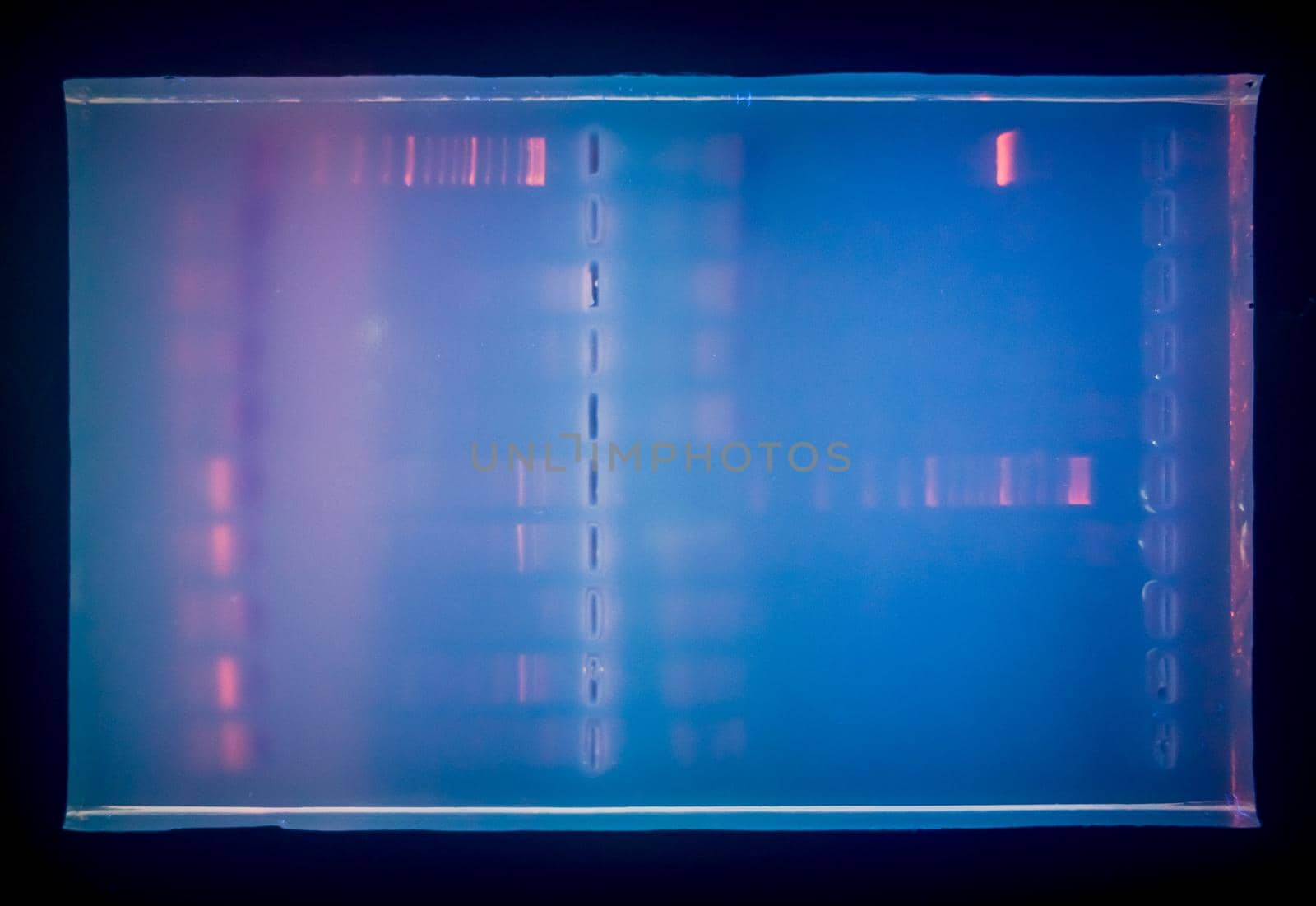 Close-up of a gel with DNA after electrophoresis. Results of electrophoresis after PCR.