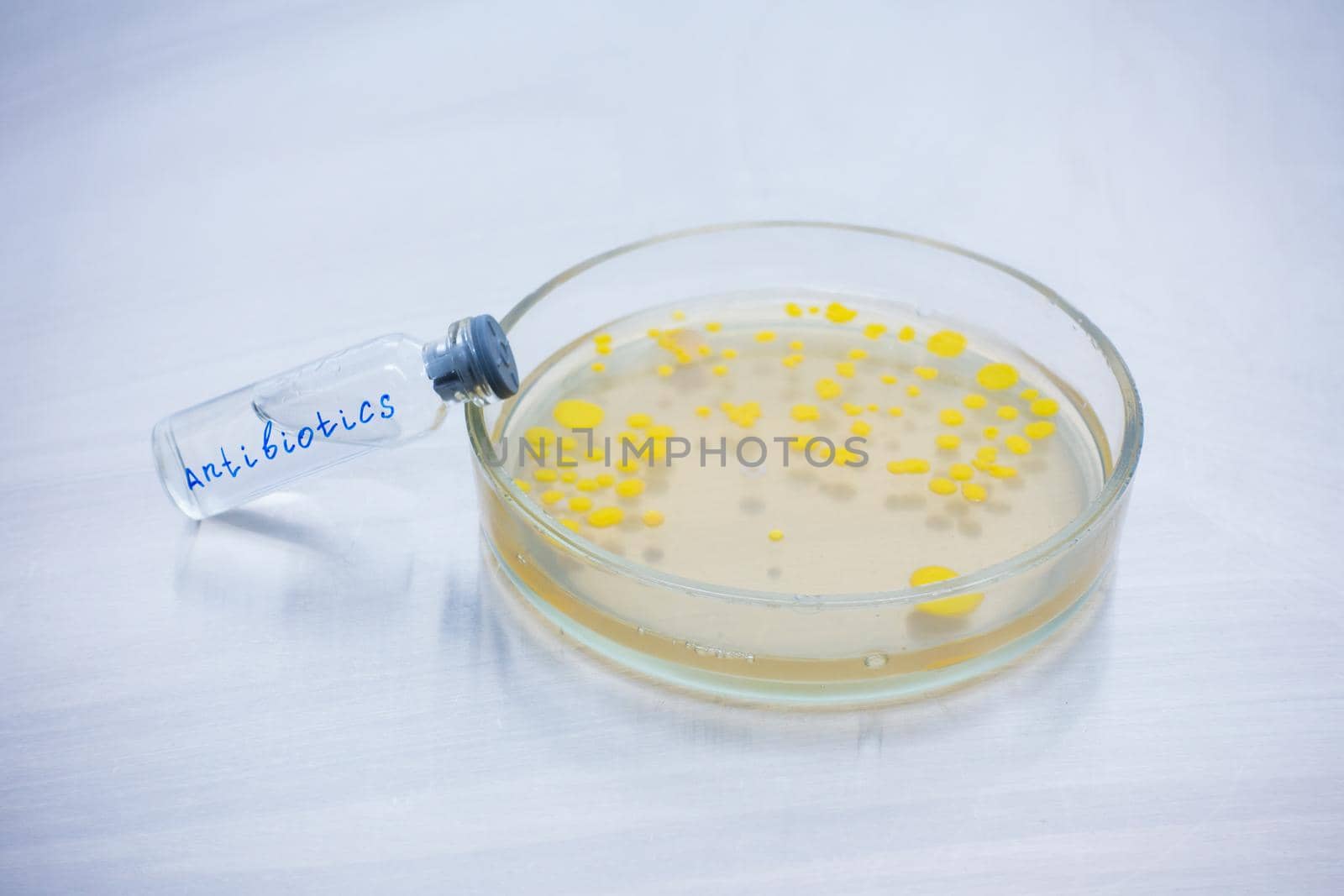 Bacteria in Petri Dish with Antibiotics. by Jannetta