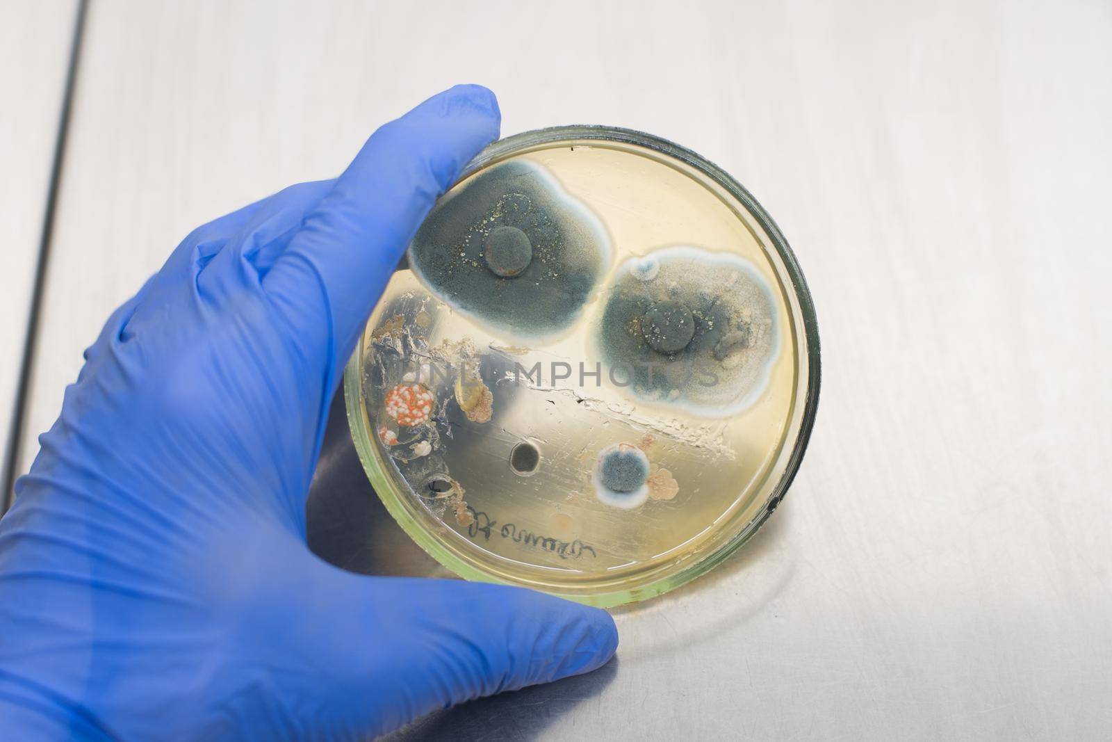 Antibiotics act on bacteria in a petri dish. Mold test in a man’s house. Close-up scientist holding a petri dish with colonies of bacteria in front of him.