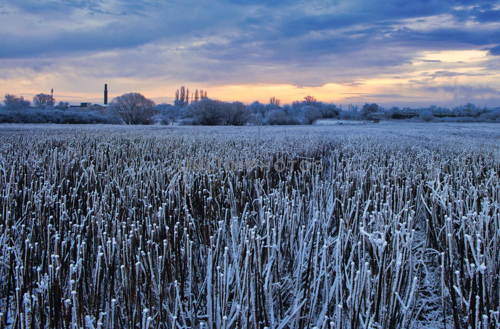 Farm field just before sunrise