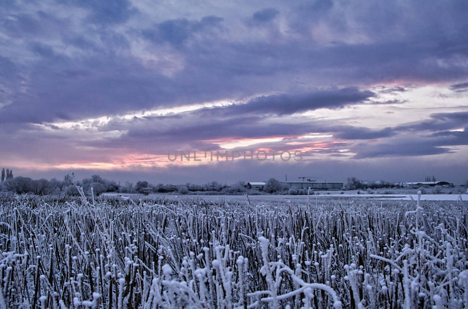 Farm field just before sunrise