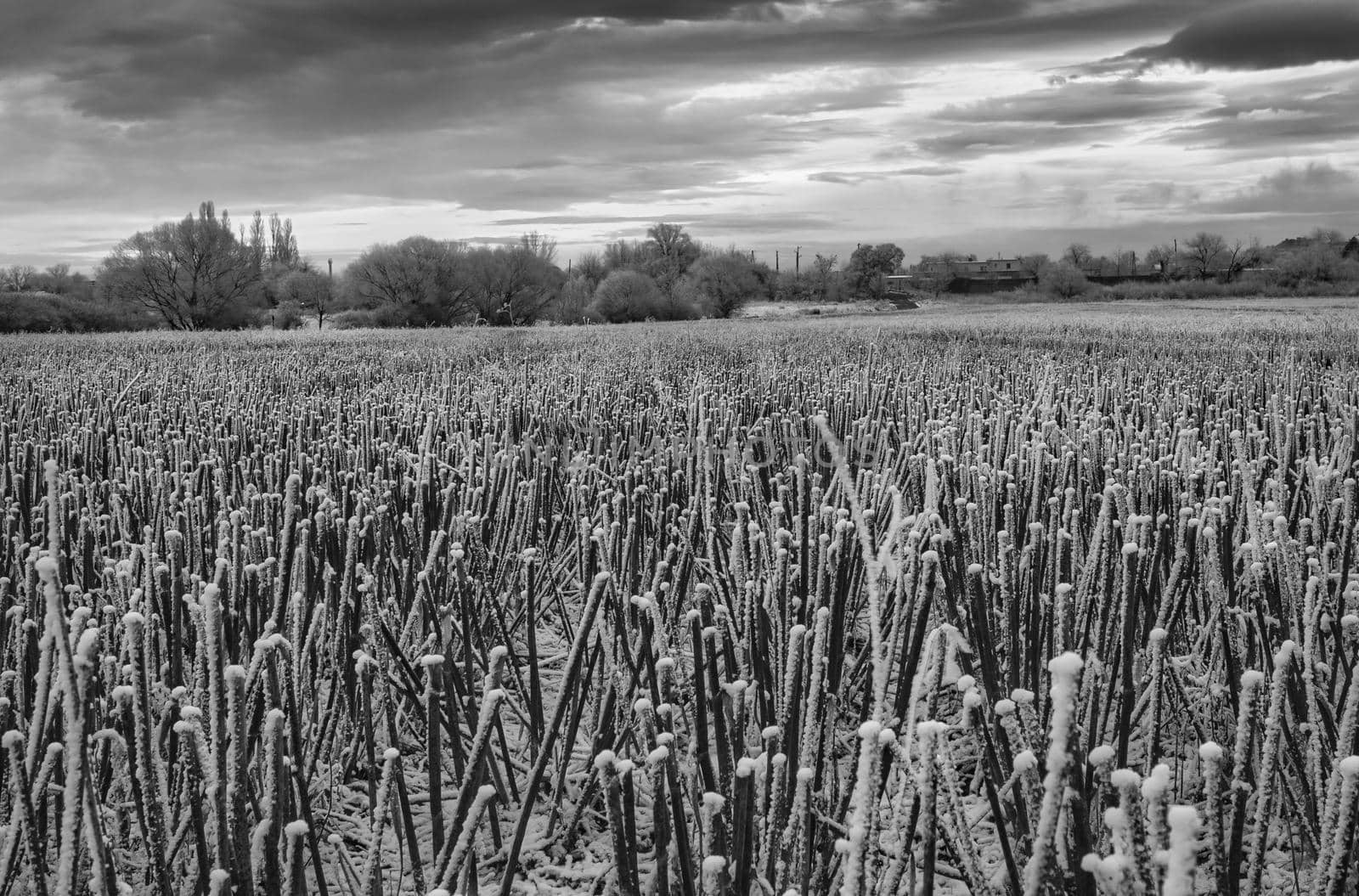 Farm field just before sunrise