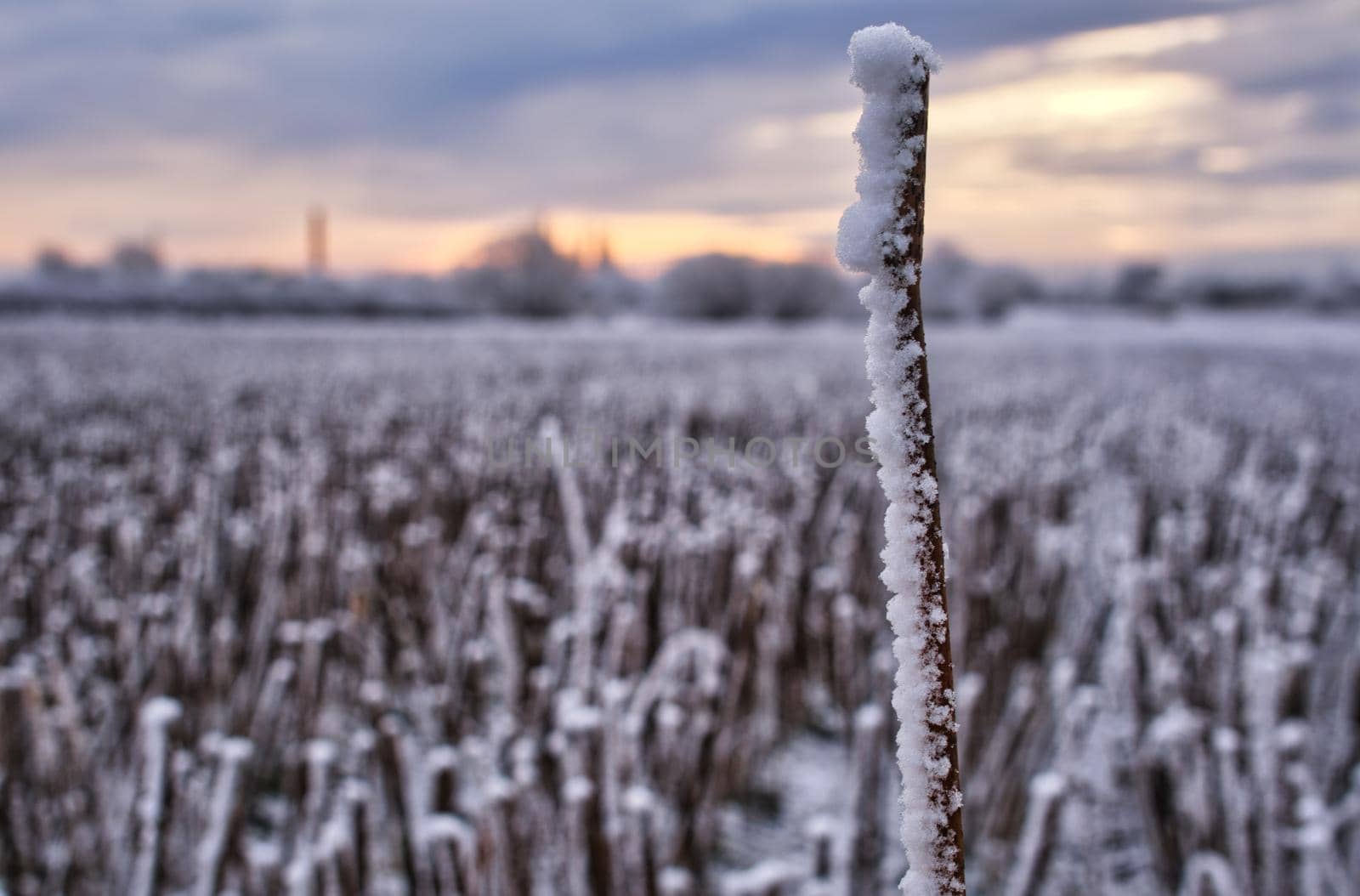 Farm field just before sunrise