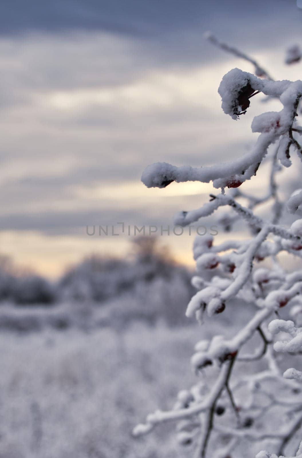 Branch with snow and ice with clouds
