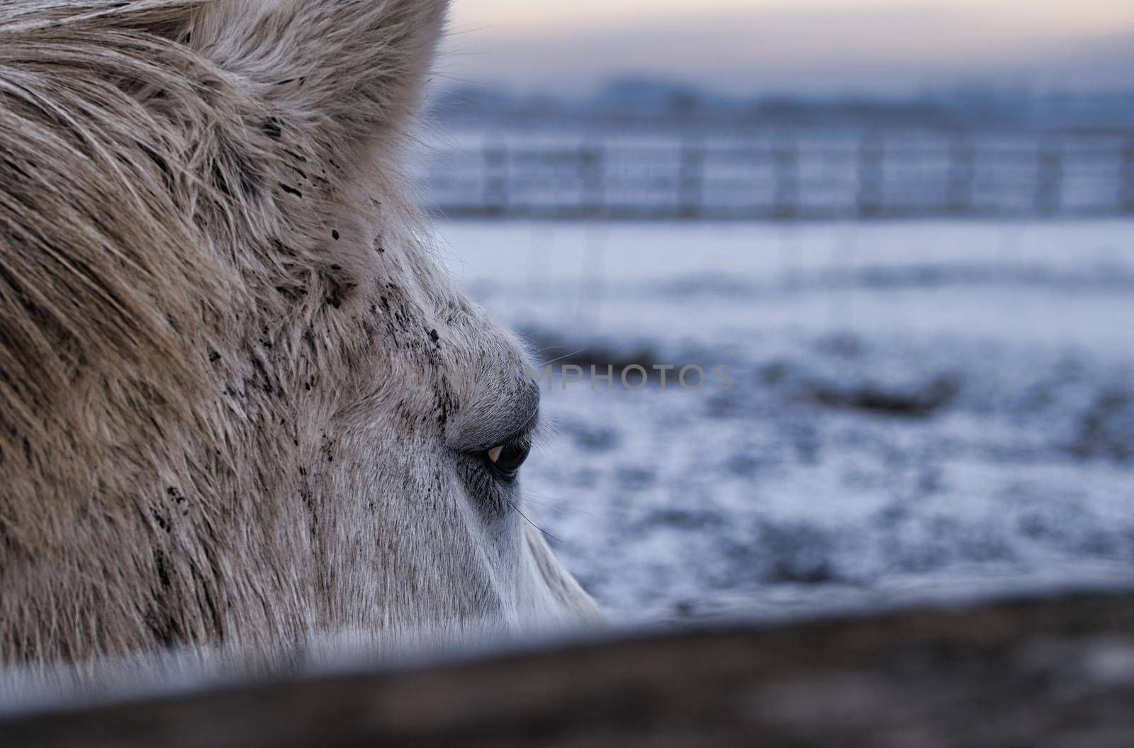 horse is looking in a winter landscape