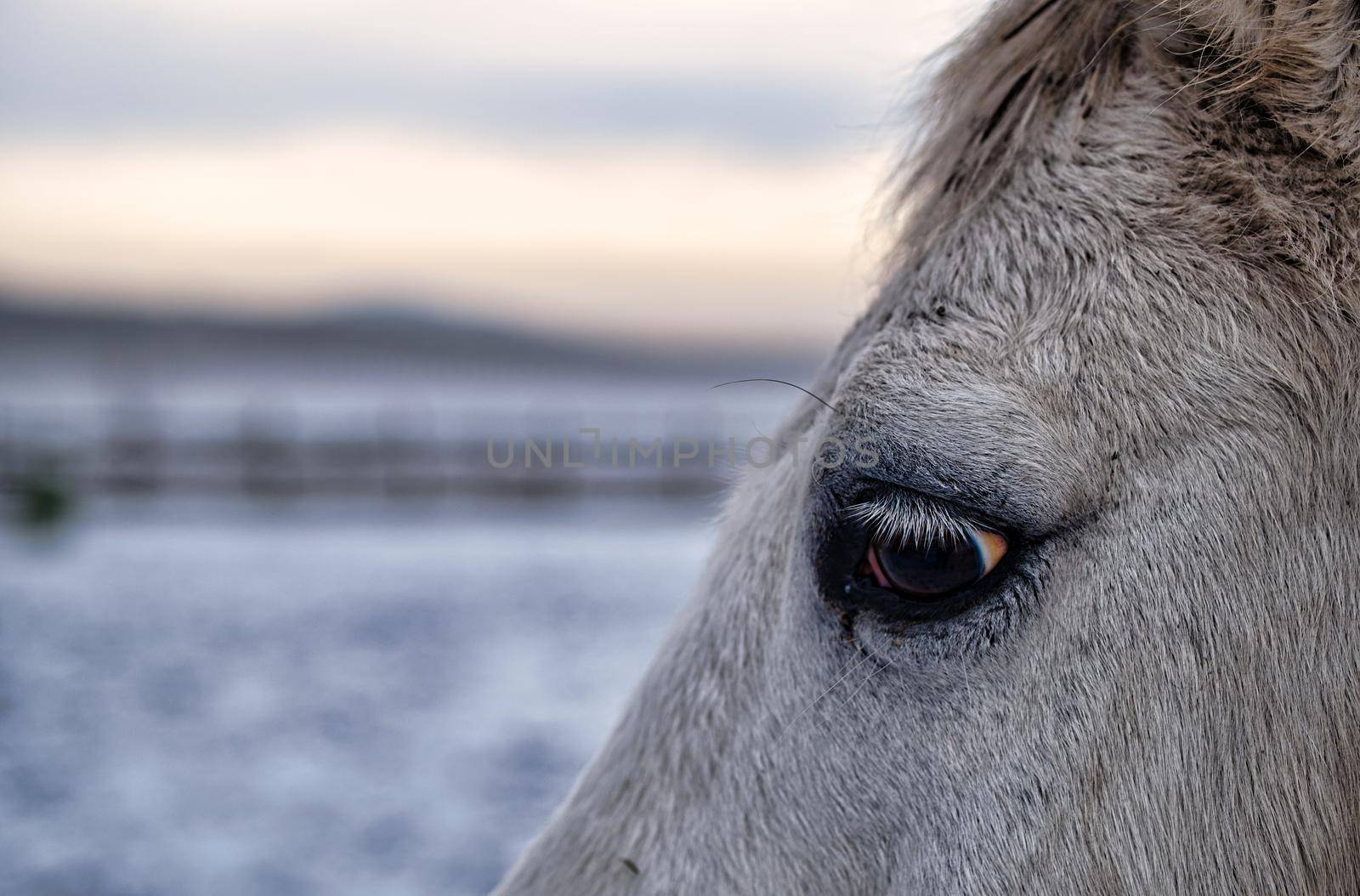 Horse is looking at you at a cold winter da