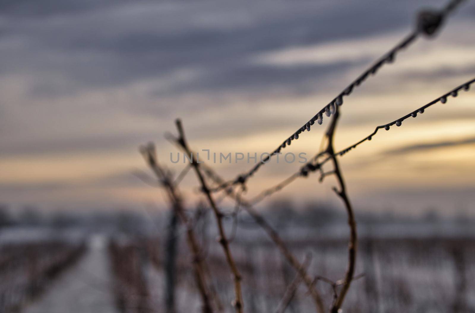 Grape vine on a cold winter day