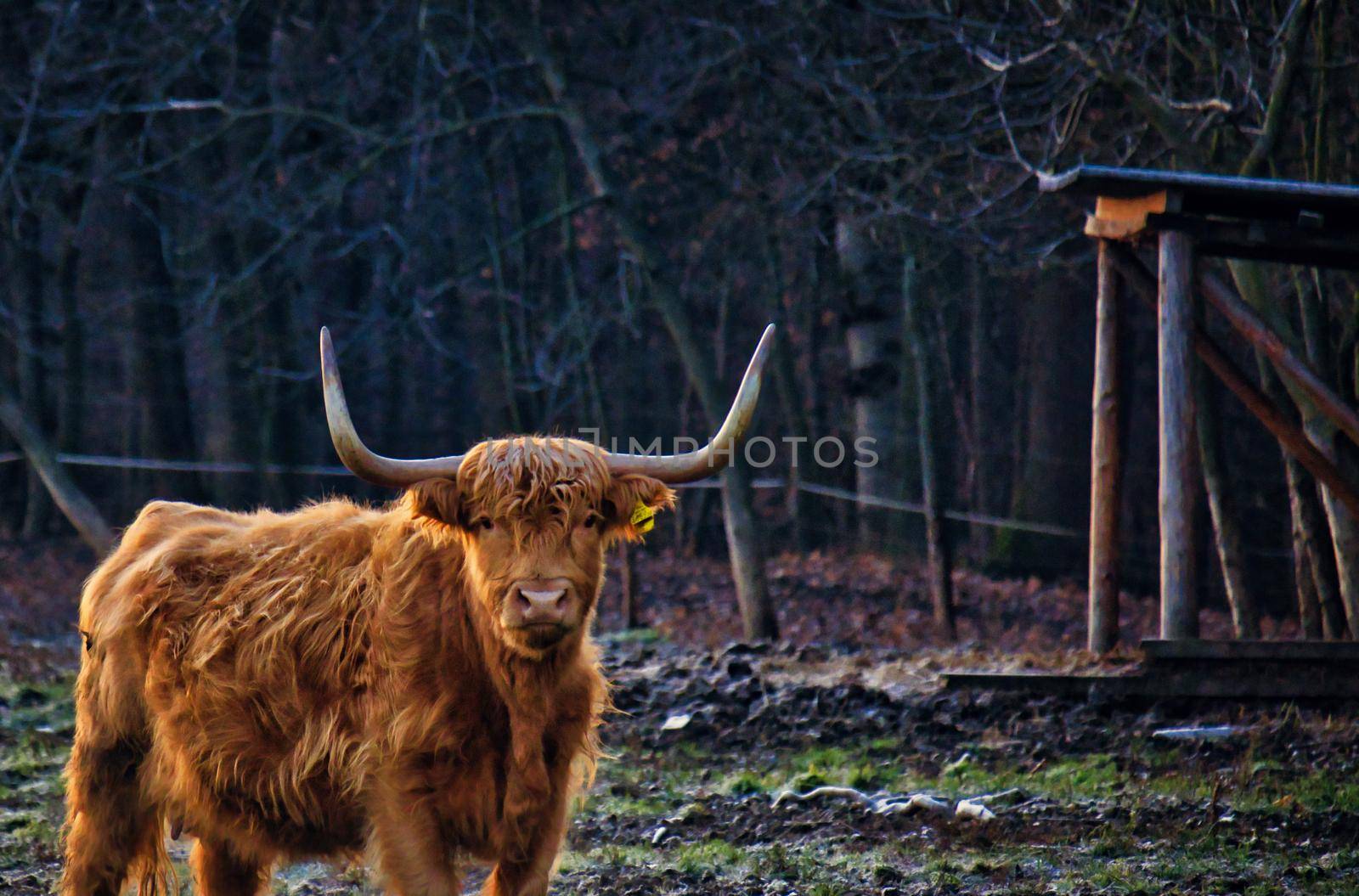 Highland cattle says good morning